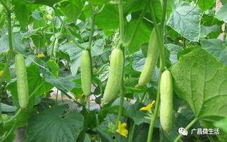 以前吃的小白瓜,探寻儿时记忆中的美味瓜果