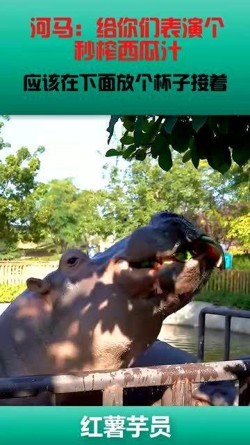 河马吃瓜gif,夏日清凉一幕