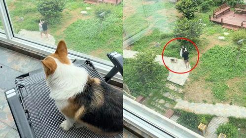 吃瓜群众狗狗大妈吵架,一场邻里纷争的闹剧