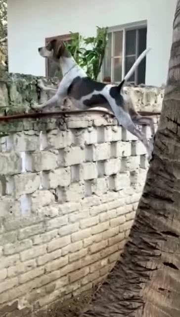 吃瓜群众狗狗大妈吵架,一场邻里纷争的闹剧