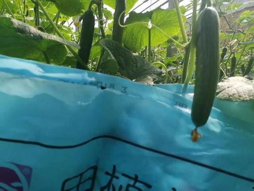 上树吃瓜图文图片大全,图文并茂赏田园风光