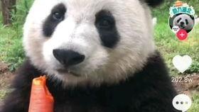 熊猫duck吃瓜,熊猫Duck的瓜界奇遇记