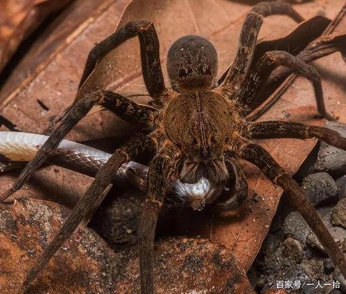 双灯老蜘蛛吃瓜,瓜田里的神秘食客