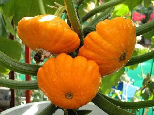 色瓜怎么吃,解锁夏日清新美味