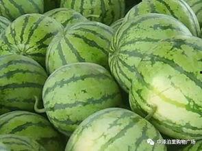 瓜哥吃瓜回文怎么写好看,回文趣味横生，揭秘网络流行语背后的魅力