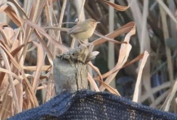 韩城吃瓜燕子,揭秘当地特色美食背后的故事