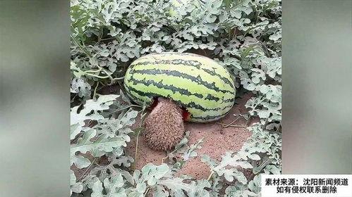 刺猬吃梨瓜,一场奇妙的自然食趣之旅