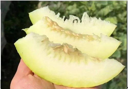 小段同学吃瓜,揭秘校园里的那些“瓜”