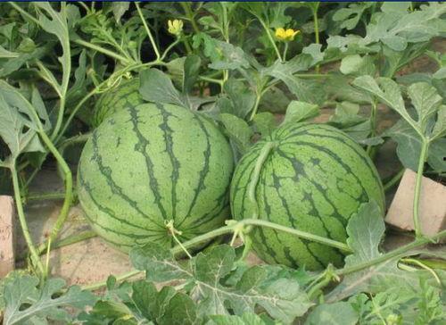 吃瓜的西瓜人,吃瓜西瓜的人生启示