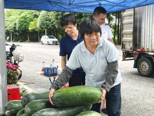 成县沪上阿姨吃瓜,一场美食与娱乐的碰撞