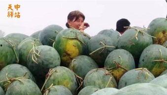 贵州大学大型吃瓜现场