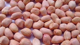 啥动物吃花生瓜孑,探寻生态链中的神秘动物