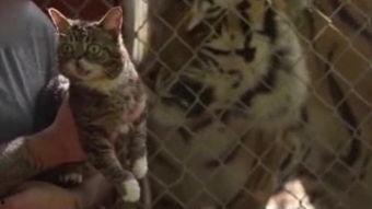 小野猫.com带你吃瓜,揭秘娱乐圈幕后故事