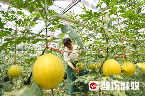 潍坊的楼顶吃瓜,夏日纳凉新风尚