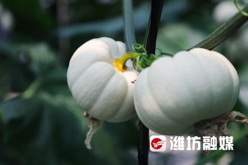 潍坊的楼顶吃瓜,夏日纳凉新风尚