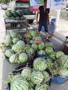 海山公园吃瓜事件,一场引发热议的公共道德风波