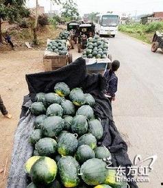 海山公园吃瓜事件,一场引发热议的公共道德风波