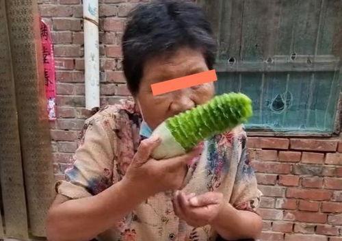 石家庄儿媳吃瓜,揭秘家庭纷争背后的真相