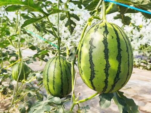 瓜田吃瓜系统文,揭秘网络热门事件背后的真相与趣味