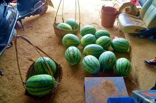 瓜田吃瓜系统文,揭秘网络热门事件背后的真相与趣味