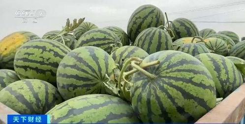 吃瓜技术,吃瓜技术全解析