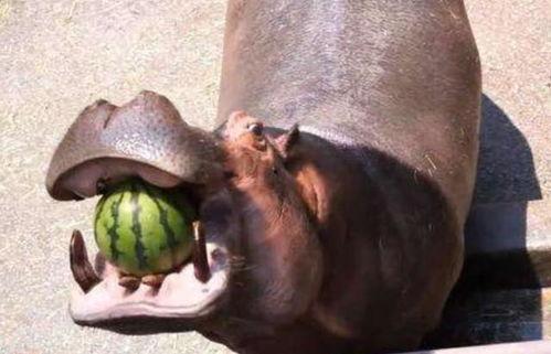 喜欢动物的人吃瓜,揭秘吃瓜背后的故事