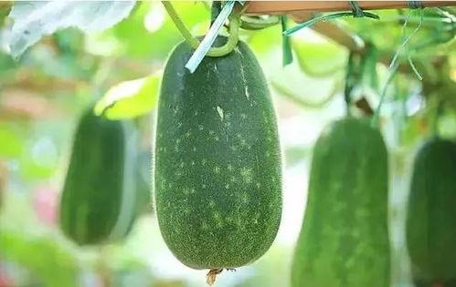 瓜和什么可以吃,搭配多样，探索无尽美食之旅