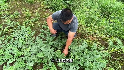 今年夏天吃瓜不愁,尽享清凉解暑美味