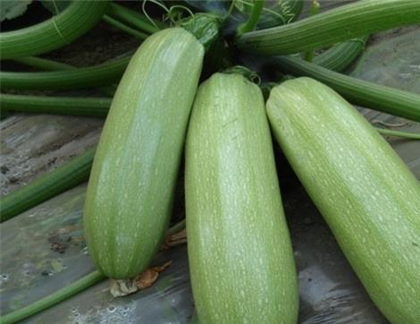 矮瓜痛风可以吃吗,适宜与否揭秘