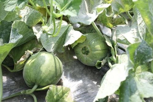 吃瓜的瓜是哪个瓜,探寻“吃瓜瓜”的奥秘