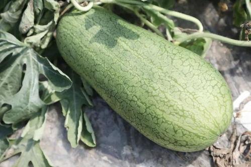 吃瓜的瓜是哪个瓜,探寻“吃瓜瓜”的奥秘