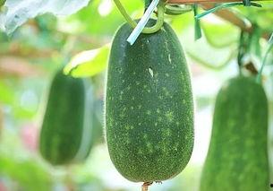 吃瓜的瓜是哪个瓜,探寻“吃瓜瓜”的奥秘