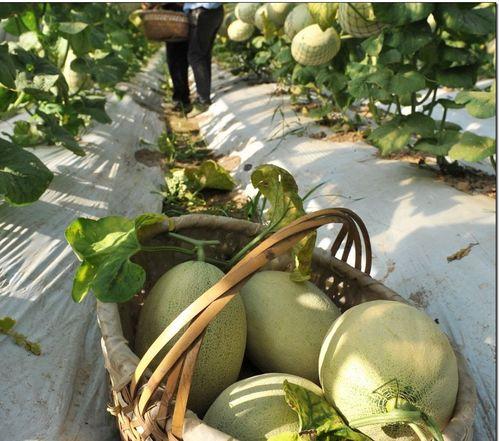 used博士吴吃瓜,一场关于美食与生活的深度探讨