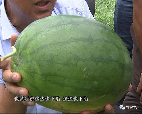 used博士吴吃瓜,一场关于美食与生活的深度探讨