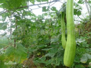 绿砍瓜怎么吃,探索健康美味的烹饪新境界