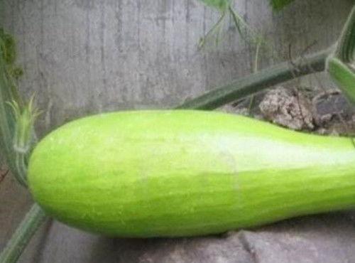 绿砍瓜怎么吃,探索健康美味的烹饪新境界