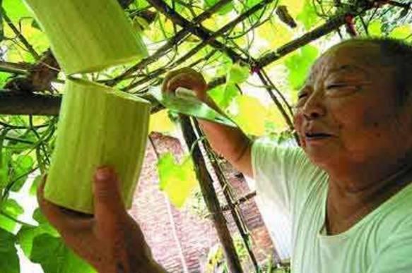 绿砍瓜怎么吃,探索健康美味的烹饪新境界