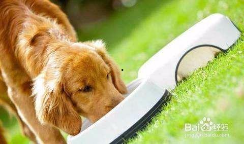 狗子能否吃瓠子瓜,营养与安全的探讨