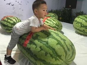 滨海小胖吃瓜事件