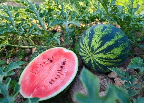 夏天理性吃瓜,理性吃瓜指南，健康度夏新主张