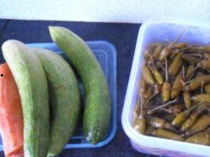 虎耳瓜泡了怎么吃,虎耳瓜泡制后的美味吃法揭秘