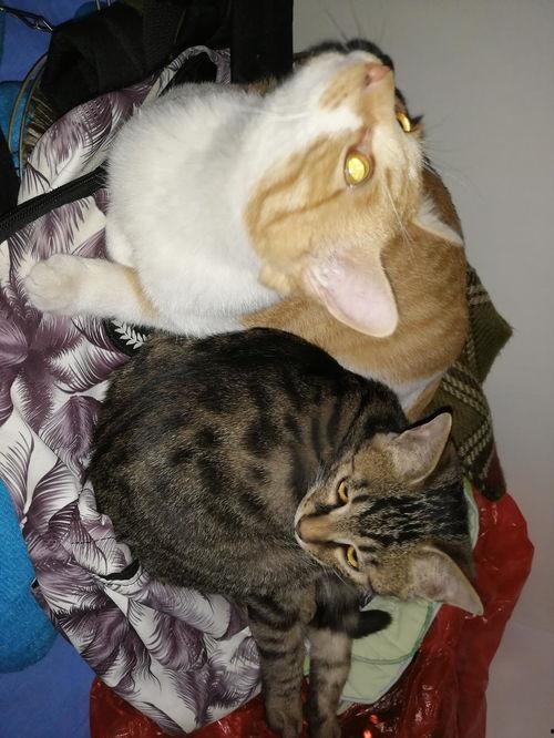 看猫沉浸吃瓜,看猫沉浸式体验揭秘