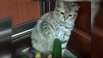 看猫沉浸吃瓜,看猫沉浸式体验揭秘