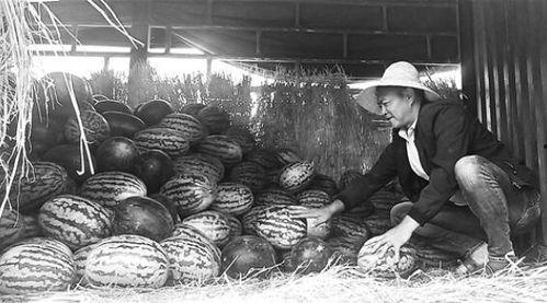 鲁山吃瓜群众们,揭秘当地生活百态