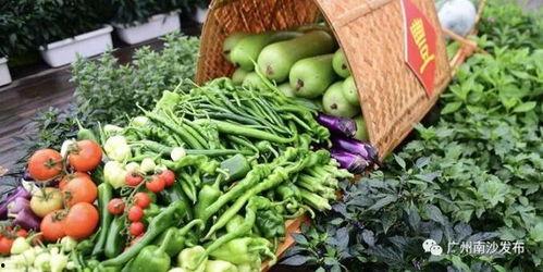 南沙大岗吃瓜,夏日炎炎，瓜果飘香，尽享田园时光