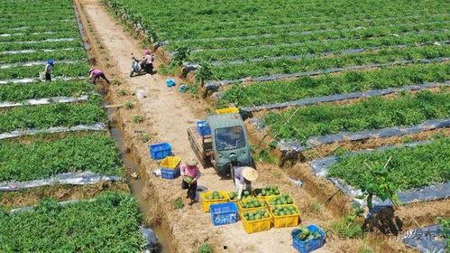 南沙大岗吃瓜,夏日炎炎，瓜果飘香，尽享田园时光