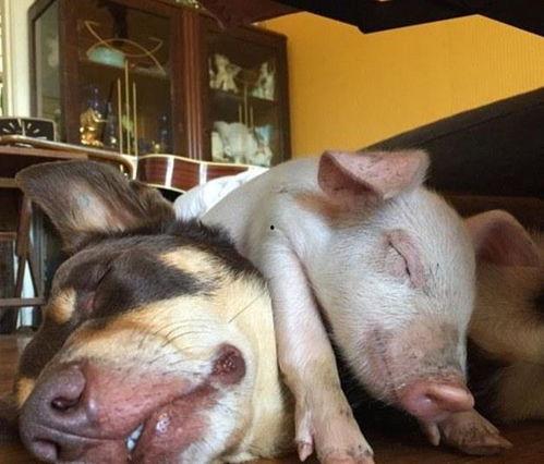 哈密小猪吃瓜图片,萌态十足引网友热议