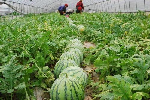 吃瓜精彩,揭秘娱乐圈幕后精彩瞬间