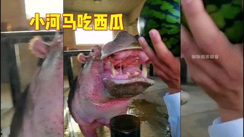 河马吃瓜gif,夏日清凉一幕
