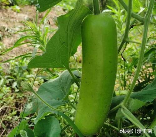 吃瓜吃瓜我们爱吃瓜,揭秘我们为何爱吃瓜的奥秘